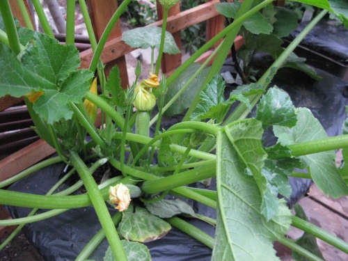 Zucchini flowers and baby zucchinis in the earthbox