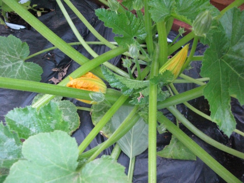 Zucchini flowers in the earthbox