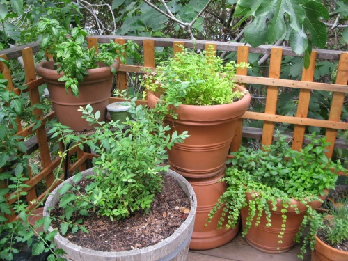 herbs in big pots