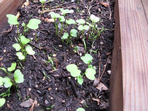 radishes and carrots in wood planter box