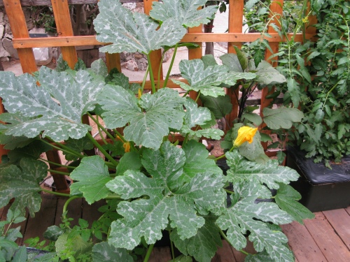 zucchini growing in earthbox